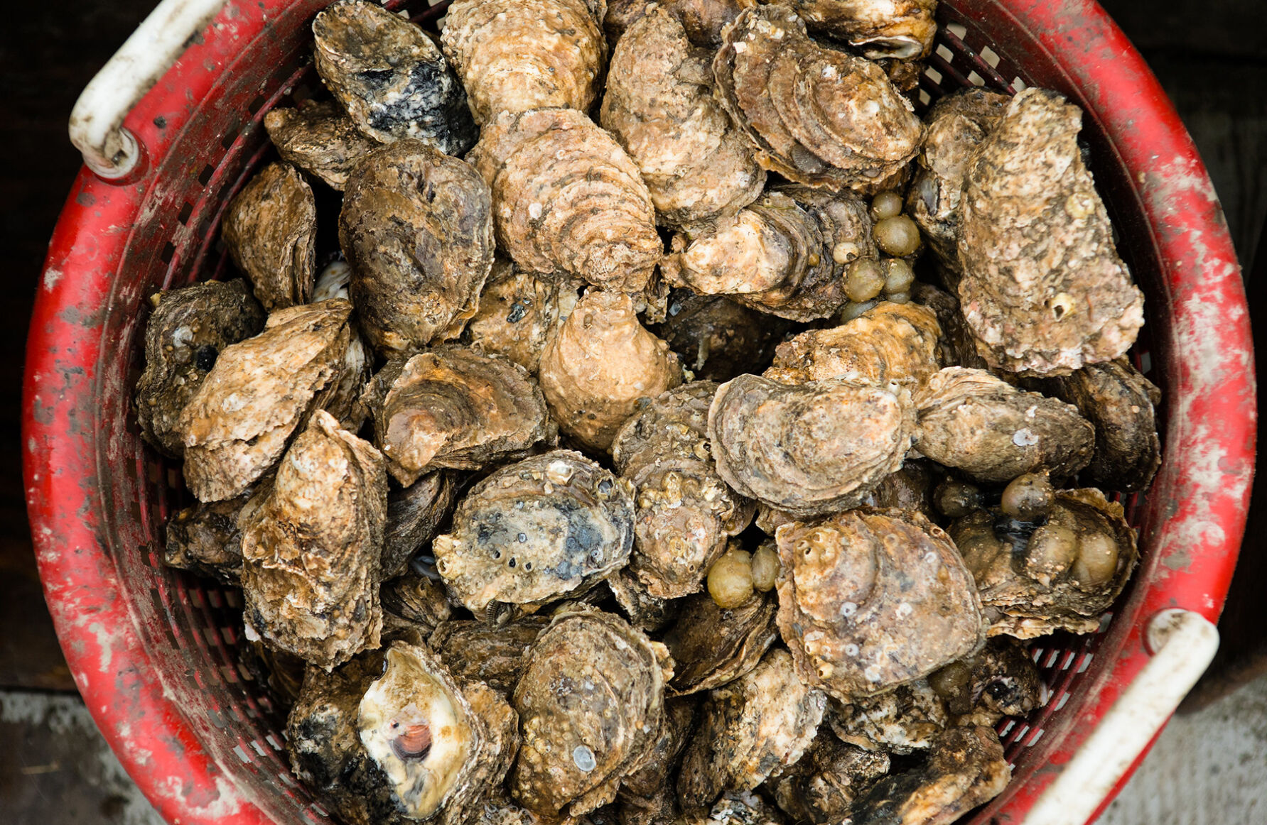 Oysters in basket